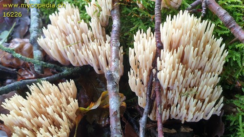 Ramaria stricta - 