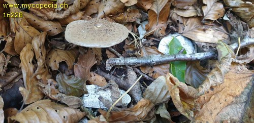 Lepiota calcicola - 