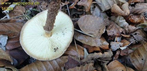 Lepiota calcicola - 