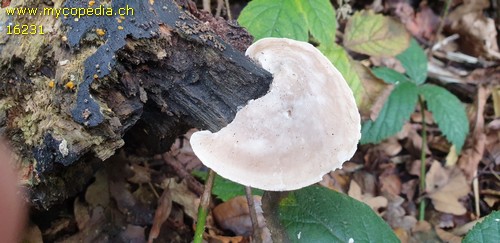 Postia tephroleuca - 