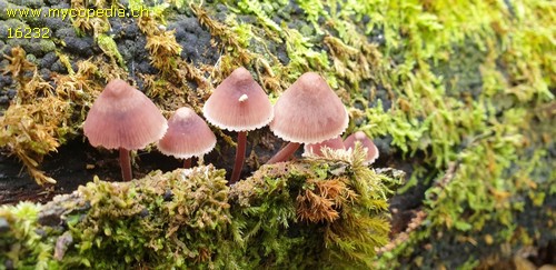 Mycena haematopus - 