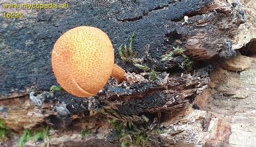 Flammulaster limulatus var. limulatus - 