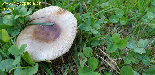 Russula pectinata - 