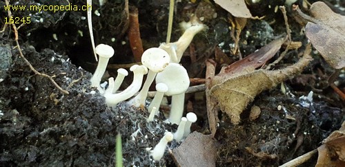 Collybia tuberosa - 