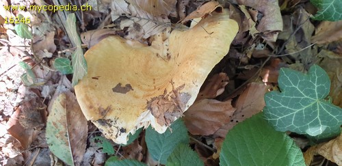 Lactarius acerrimus - 