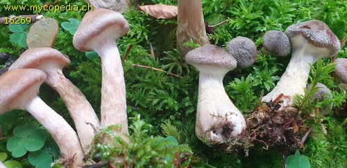 Armillaria cepistipes - 