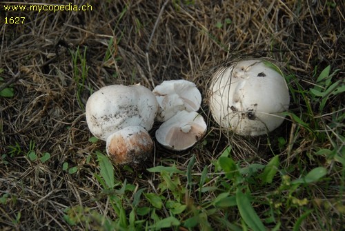 Agaricus urinascens - 