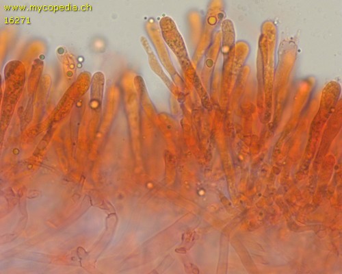 Armillaria ostoyae - Basidien und Marginalzellen - Kongorot  - 
