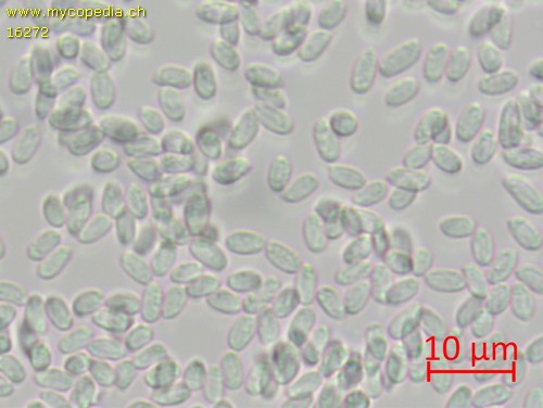 Mycoacia fuscoatra - Spore/n - Wasser  - 