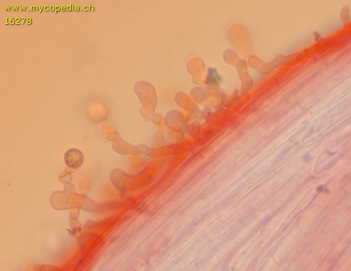 Phloeomana alba - Kaulozystiden - Kongorot  - 