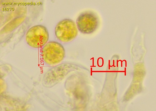 Phloeomana alba - Sporen - Melzers  - 