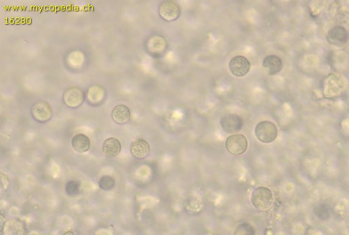 Phloeomana alba - Sporen - Wasser  - 
