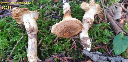 Cortinarius vulpinus - 