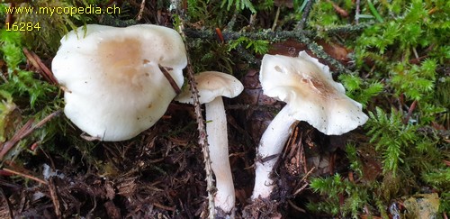 Tricholoma columbetta - 