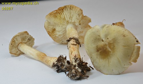 Tricholoma columbetta - 