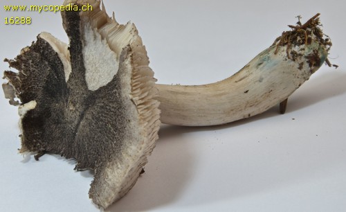 Tricholoma orirubens - 