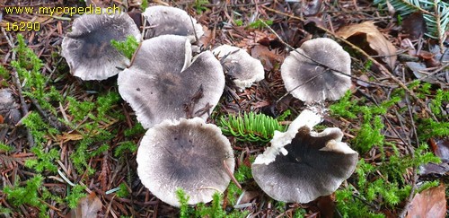 Tricholoma orirubens - 