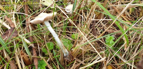 Stropharia caerulea - Cheilozystiden und Basidien - 