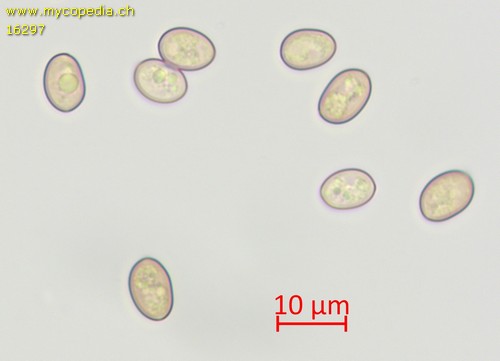 Simocybe rubi - Sporen - Wasser  - 
