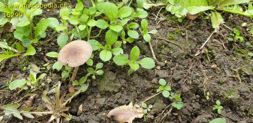 Psathyrella marcescibilis - 