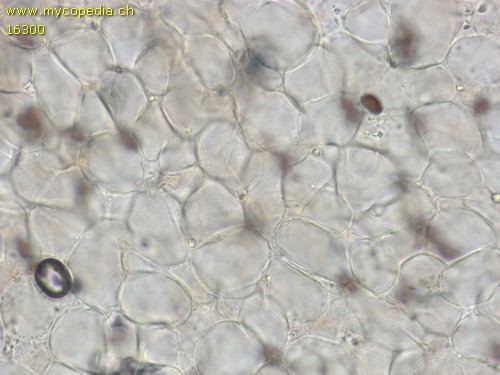 Psathyrella marcescibilis - HDS - Wasser  - 