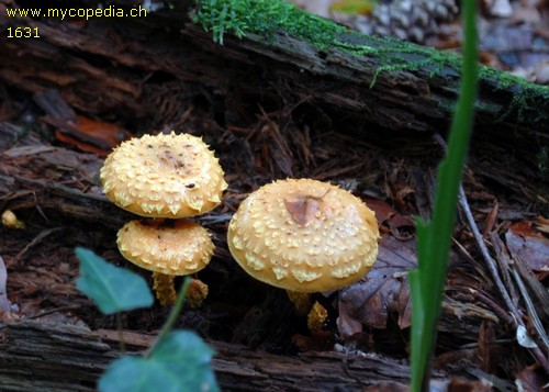 Pholiota flammans - 