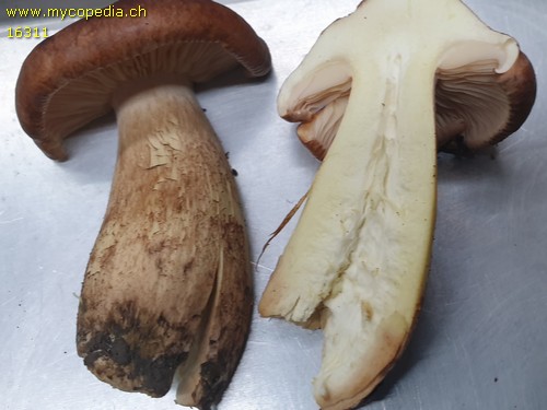 Tricholoma fulvum - 