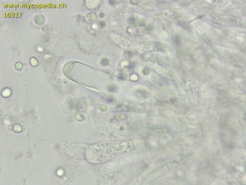 Mycetinis alliaceus - Zystiden - 