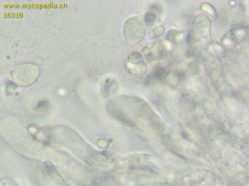 Mycetinis alliaceus - Sporen - Wasser  - 
