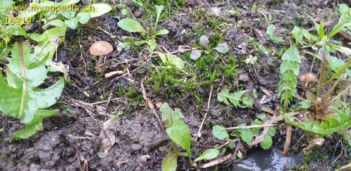 Agrocybe pusiola - Cheilozystiden - 