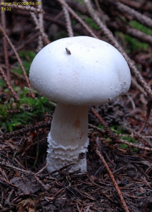 Agaricus urinascens - 