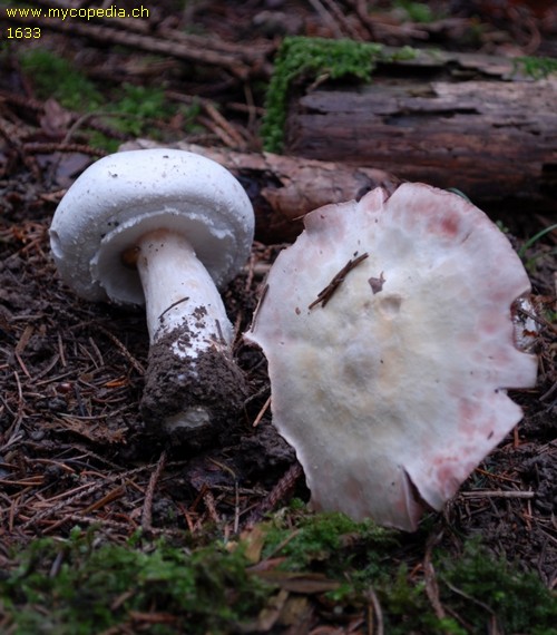 Agaricus urinascens - 