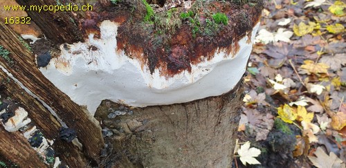 Perenniporia medulla-panis - 