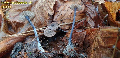 Entoloma placidum - 