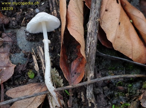 Leucoagaricus sericifer f. sericifer - 