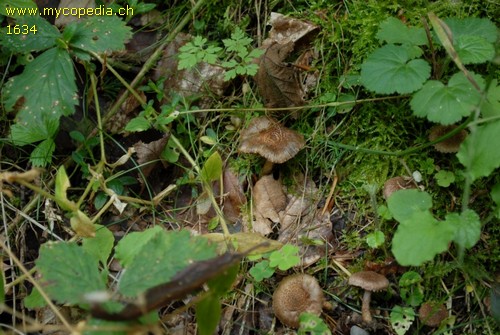 Inocybe ionochlora - 