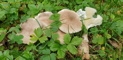 Ampulloclitocybe clavipes - 