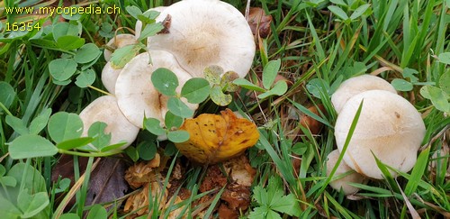 Pholiota gummosa - 