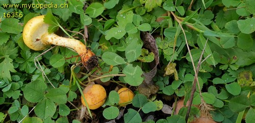 Pholiota lucifera - 