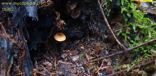 Lepiota ignipes - 