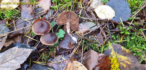 Cortinarius anthracinicolor - 