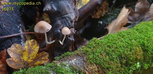 Psathyrella rubiginosa - 