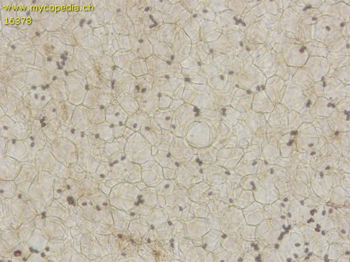 Psathyrella rubiginosa - HDS - 