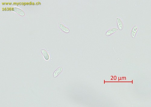 Coriolopsis gallica - 