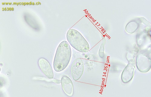 Sclerotinia sclerotiorum - 