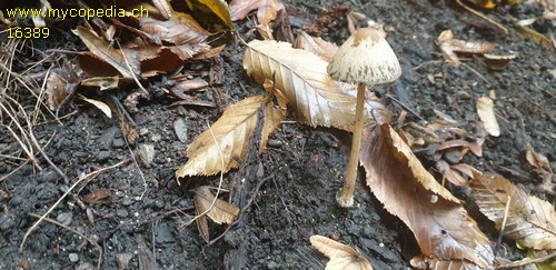 Psathyrella conopilus - 