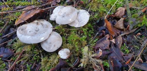 Atractosporocybe inornata - 