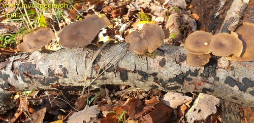 Polyporus brumalis - 