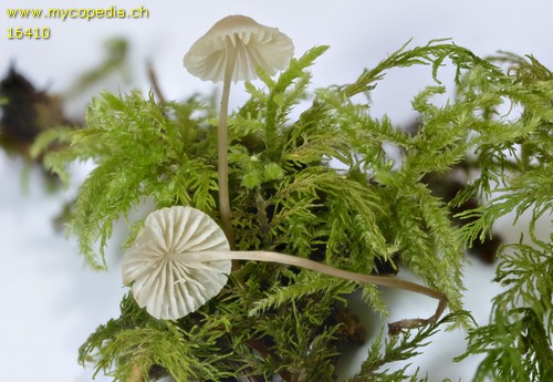 Mycena flavescens - 