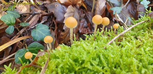 Hypholoma polytrichi - 